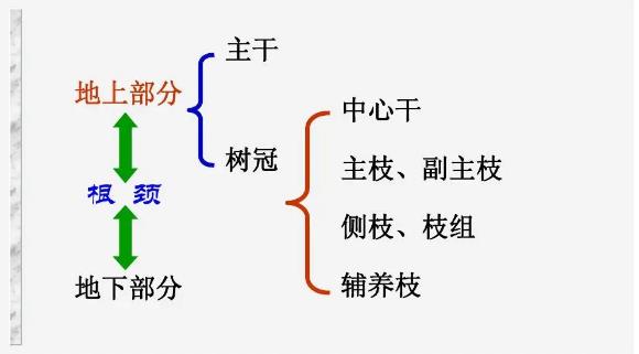 树木的组成示意图